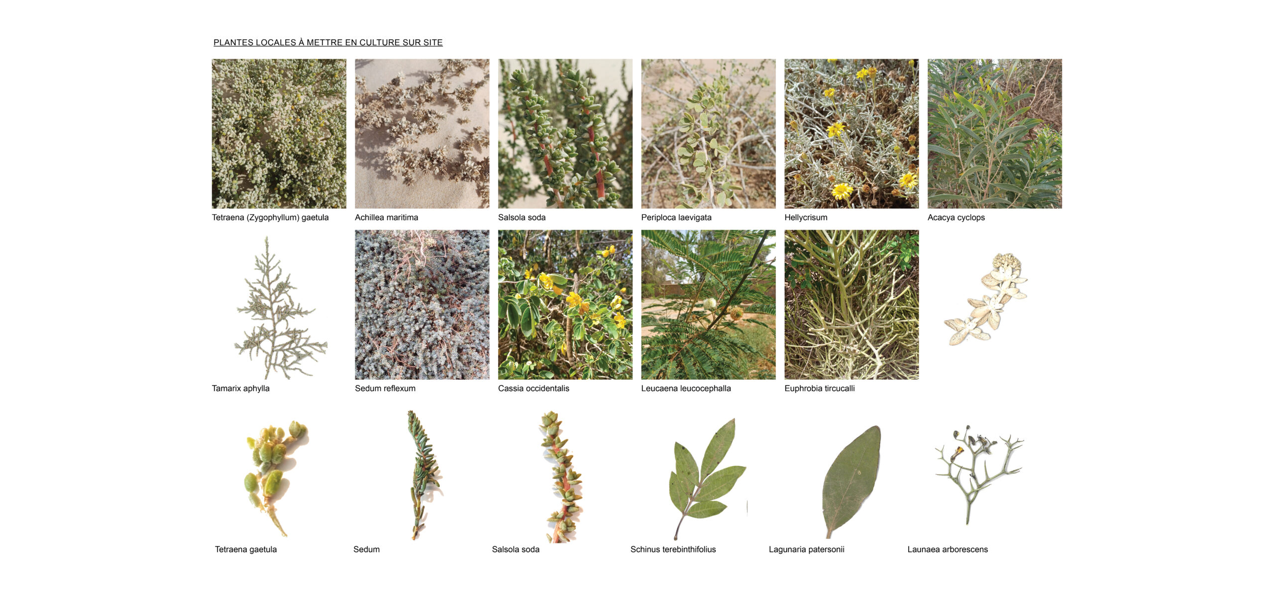 Documents CHUMVI Dakhla bon format15